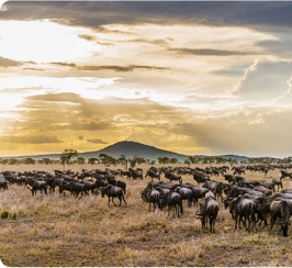 Lake Manyara National Park